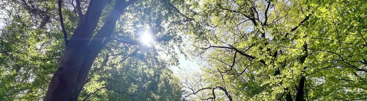 Sonnendurchfluteter Wald