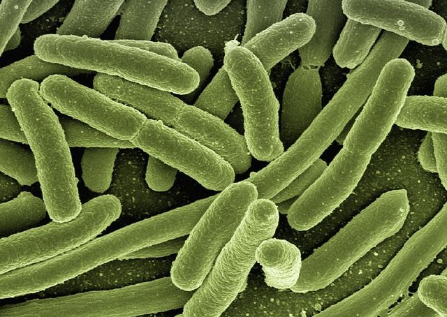 Das Mikrobiom